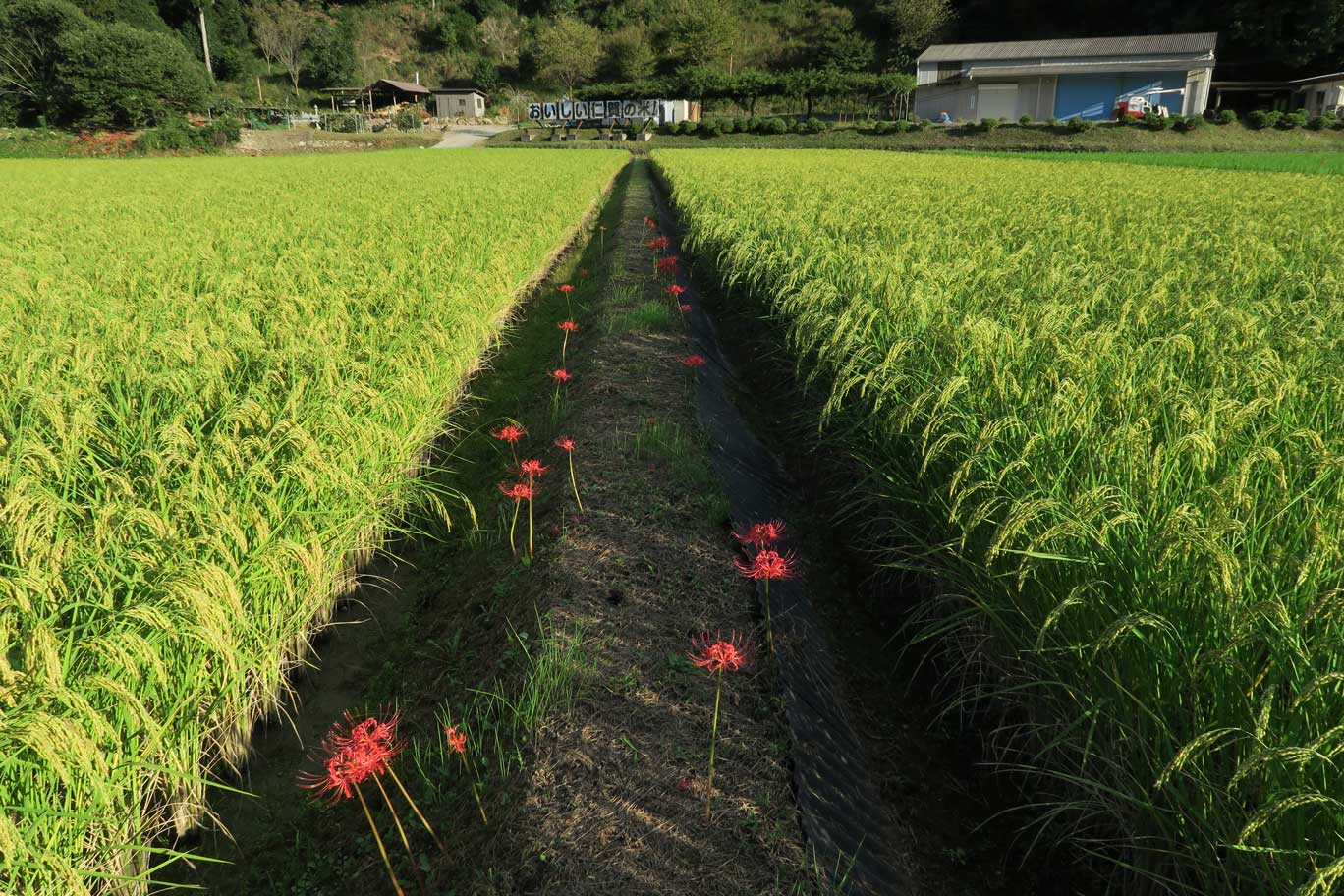 契約栽培雄町米の水田