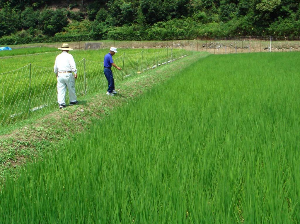 Contract Cultivation Omachi Rice Fields