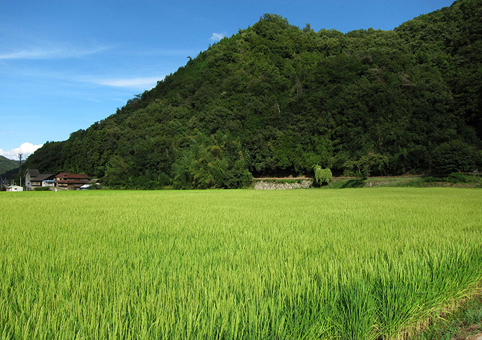 A 1000㎡ rice field yields about 650 bottles of sake (Junmai-shu, 720ml)