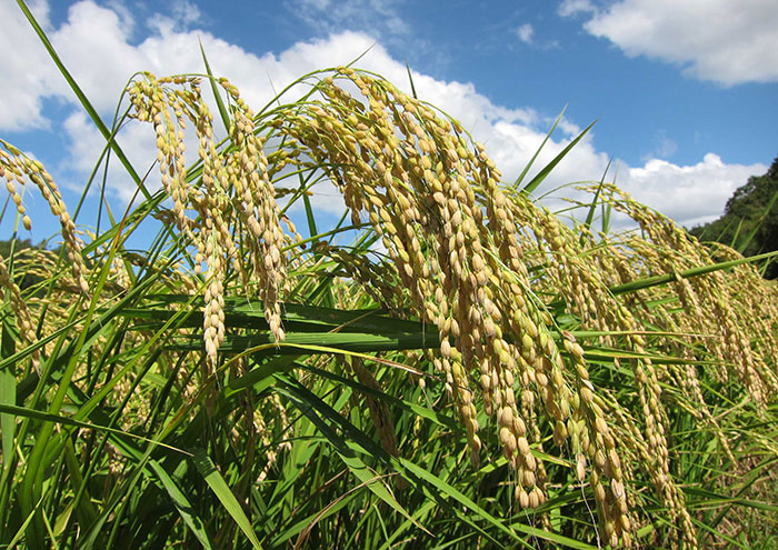 Ready for harvest. From one field 420 kg of brown rice is harvested.
