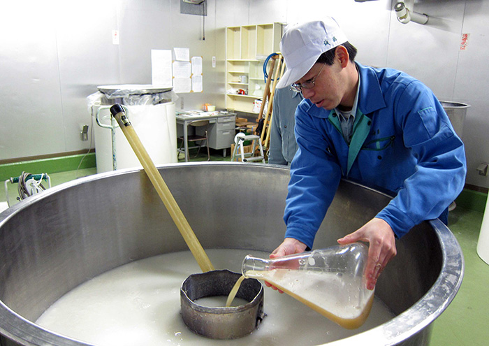 高温糖化酒母に酵母菌を添加しています。