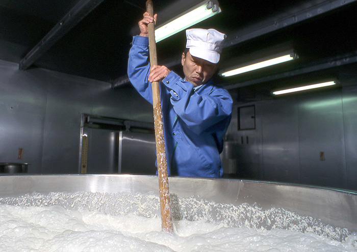 Stirring the shubo (water + steamed rice + rice koji + yeast). The mash is fermented for 12 days.