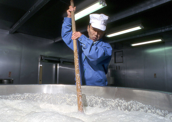 酒母（水＋蒸米＋米麹＋酵母）をかくはんしています。酒母は12日間発酵させます。